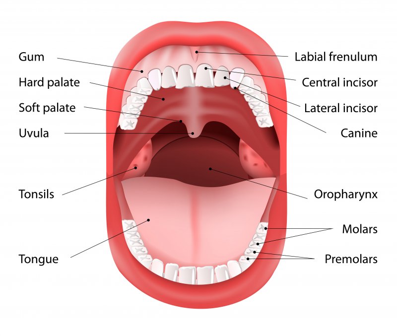 Why Knowing Your Mouth s Anatomy Aids Oral Care White Oak Dental